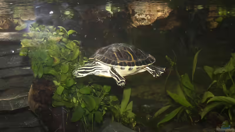 Schmuckschildkröte schwimmend von Hoppe-Terrarienbau (9)