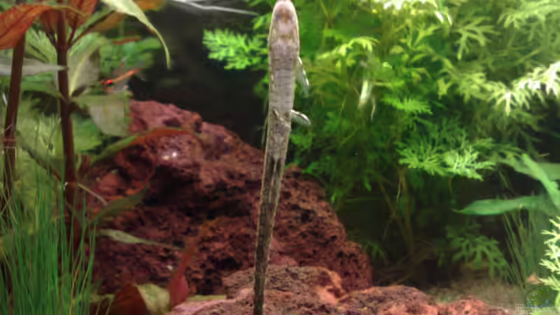 Schnabelwels von Sebastian Philipp (24)