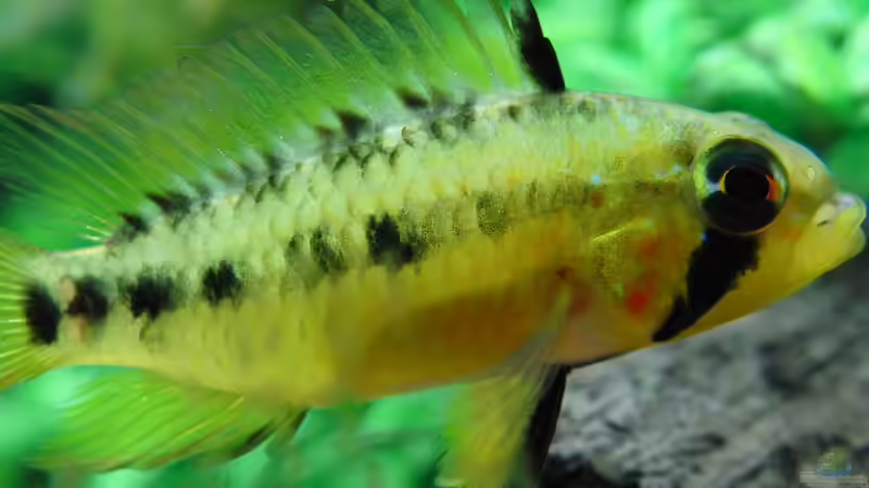 Schnappschuss von Dario (17)