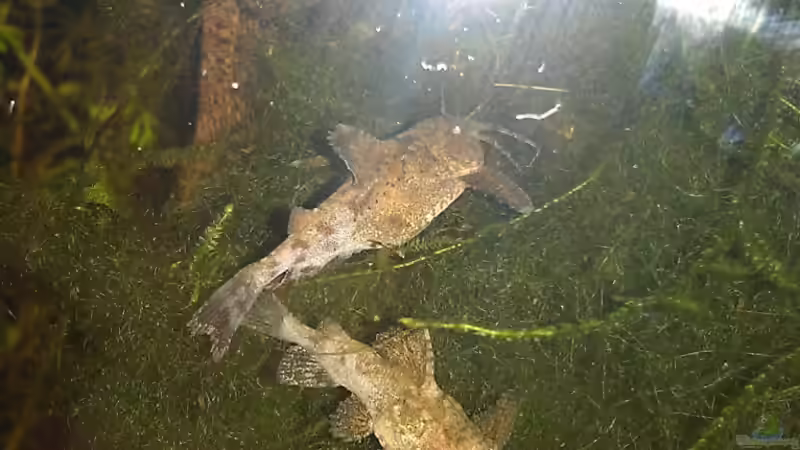 Schnappschuss zweier Hara jerdonis  von TinaMarie (27)