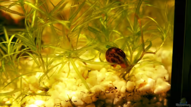 Schneckchen von Yusui (7)