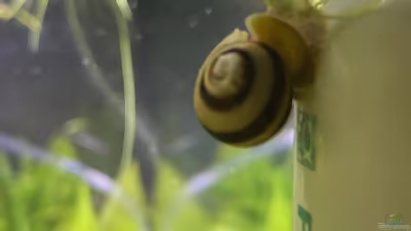 Schnecke  von Ottche (61)