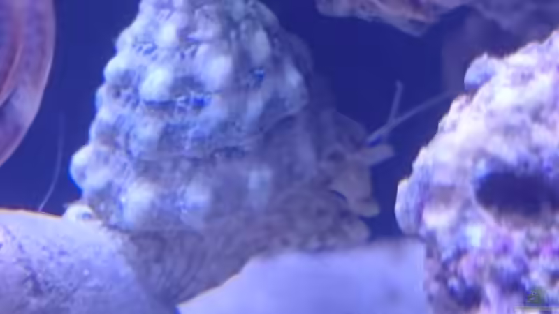 Schnecke am turnen von -Mark- (16)