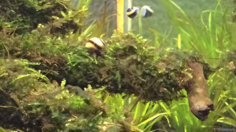 Schnecke auf moos von Ayahuasca (171)