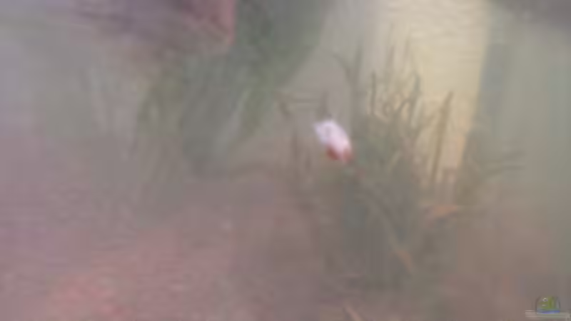 Schnecke hat sich eingeschlichen! von Schnaeuf (16)