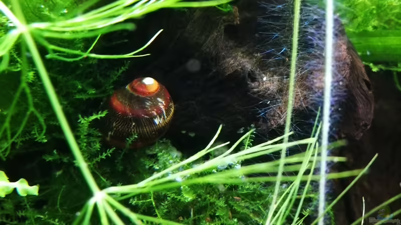 Schnecke on Tour von gonzi (3)