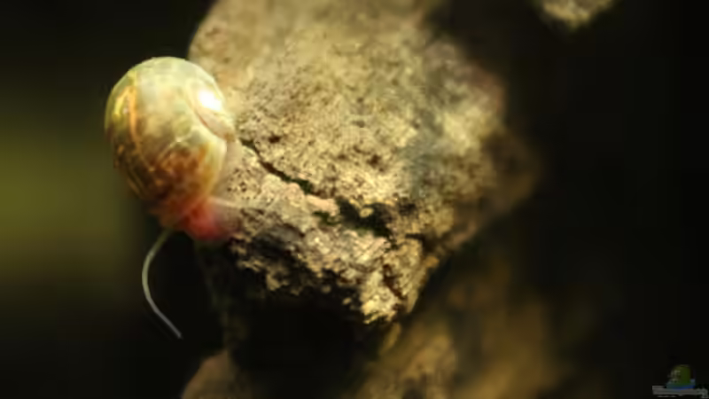 Schnecke von Annika (64)