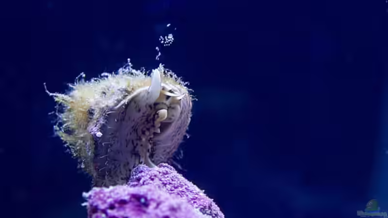 Schnecke von Azalee (22)