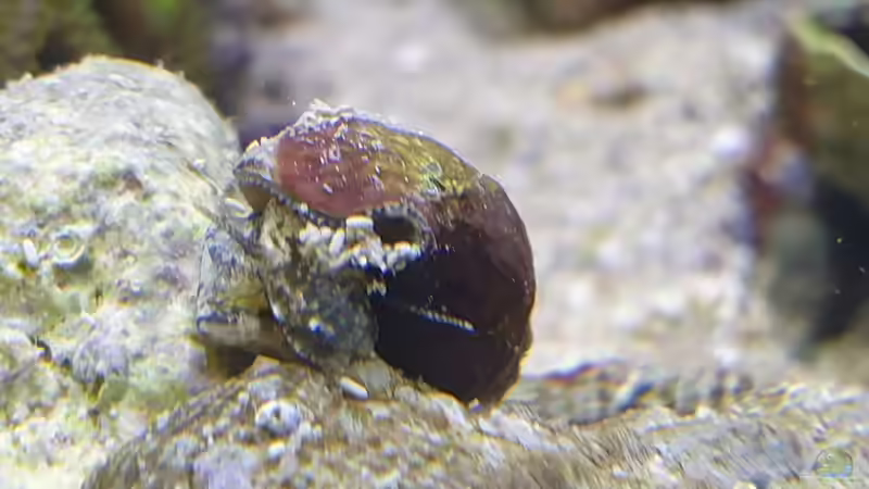 Schnecke von GiZZ55 (15)