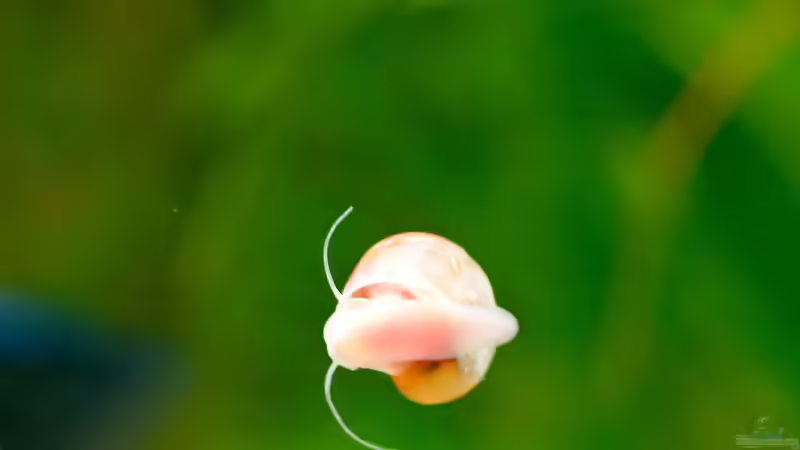 Schnecke von propeller (12)