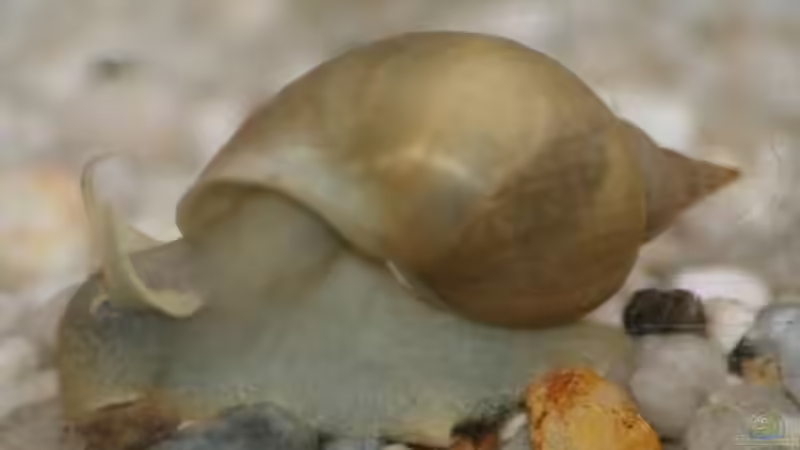Schnecke von Sharkbait (6)