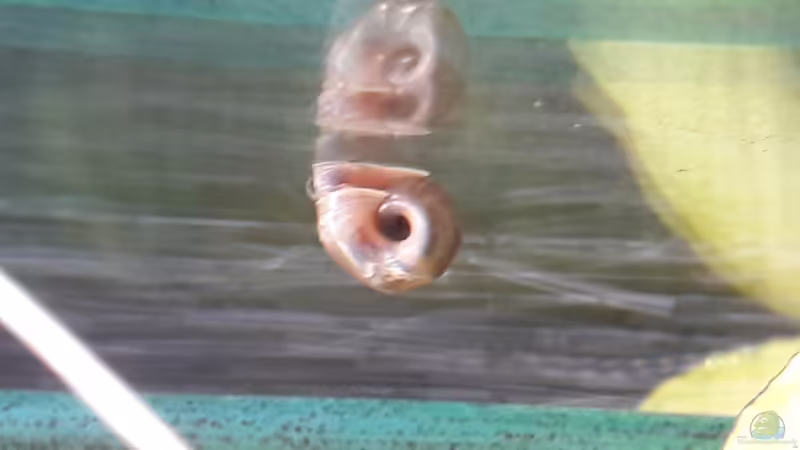 Schnecke von Zuckermaus (12)