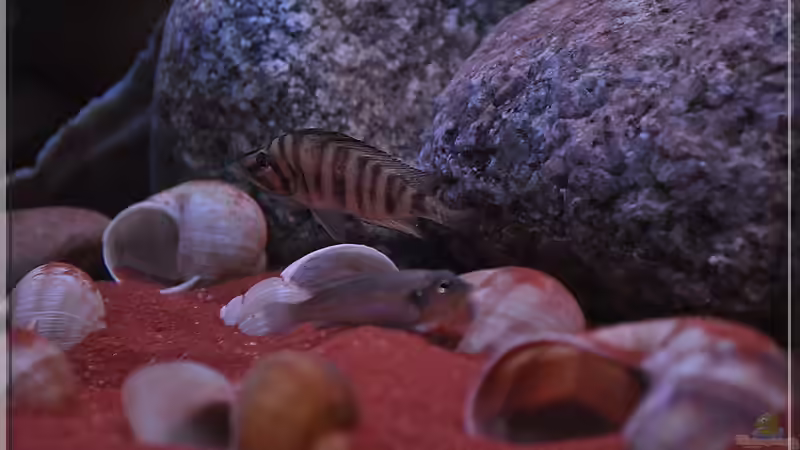 Schnecken (1) von ***ELLIS*** (24)