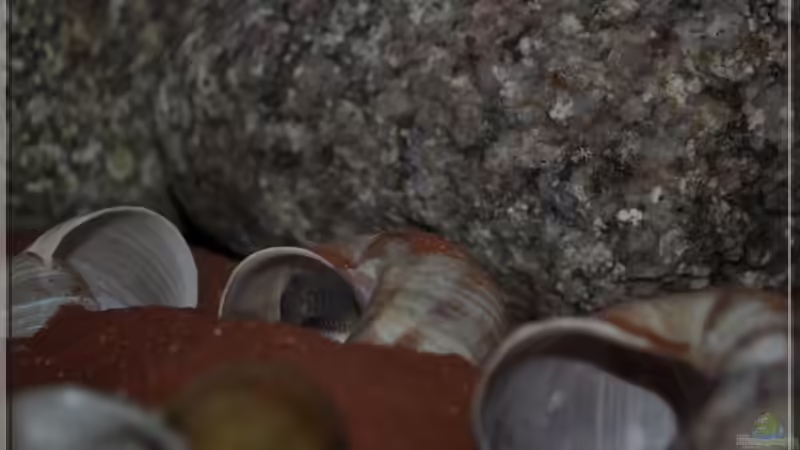 Schnecken (2) von ***ELLIS*** (25)