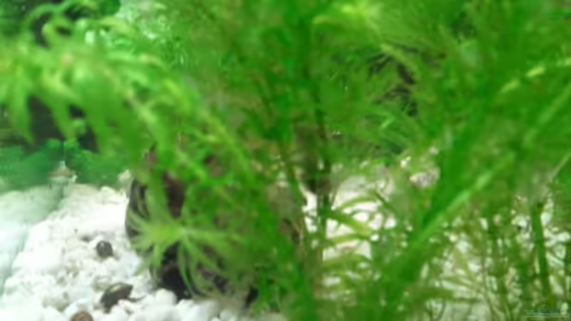 Schnecken 2 von Simon Says (5)