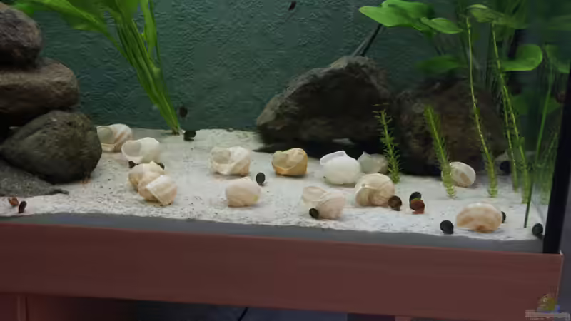 Schnecken 3/2005 von Andreas Petkelis (6)