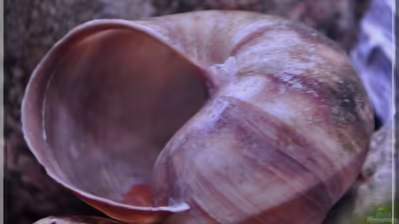 Schnecken (3) von ***ELLIS*** (26)