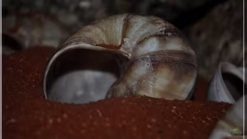 Schnecken (4) von ***ELLIS*** (27)