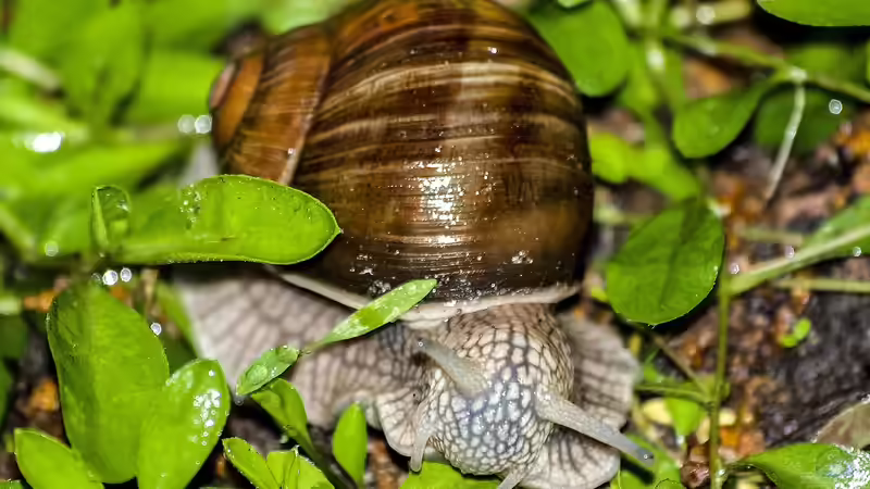 Schnecken im Terrarium - Haltung, Pflege und Tipps für eine erfolgreiche Schneckenhaltung
