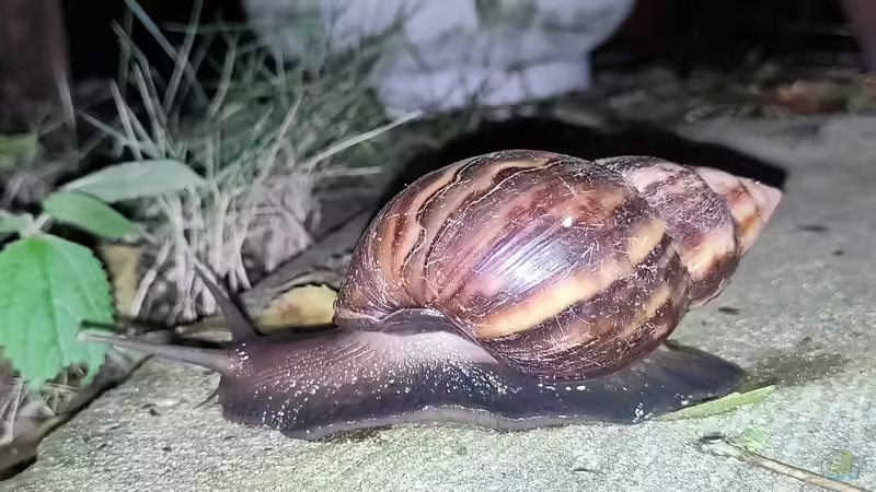 Schnecken im Terrarium - Haltung, Pflege und Tipps für eine erfolgreiche Schneckenhaltung