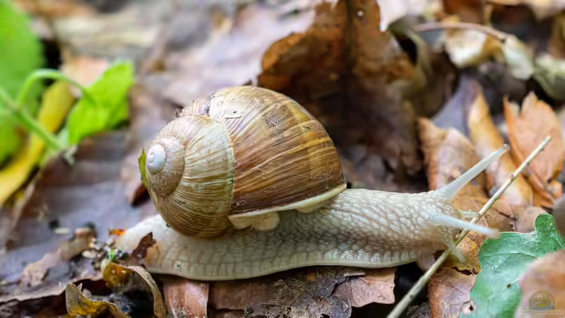 Schnecken im Terrarium - Haltung, Pflege und Tipps für eine erfolgreiche Schneckenhaltung