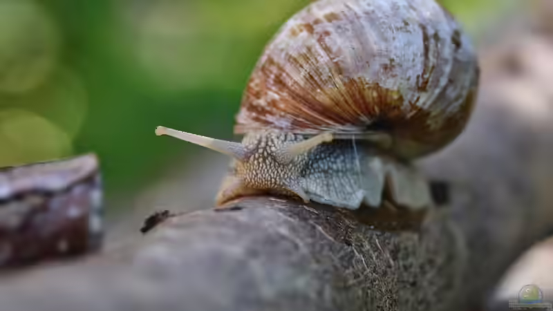 Schnecken im Terrarium - Haltung, Pflege und Tipps für eine erfolgreiche Schneckenhaltung