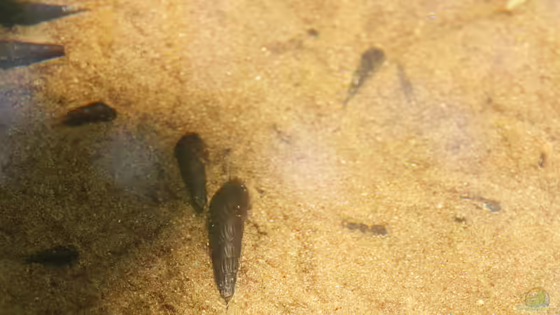 Schnecken in einem Malayischen Bach von -Der Österreicher- (29)