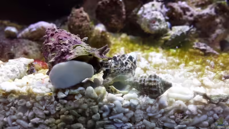 Schnecken von Amazonasbecken.eu (23)