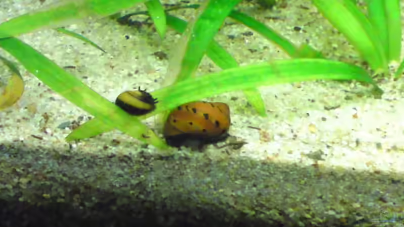 Schnecken von Debby & Daniel (27)