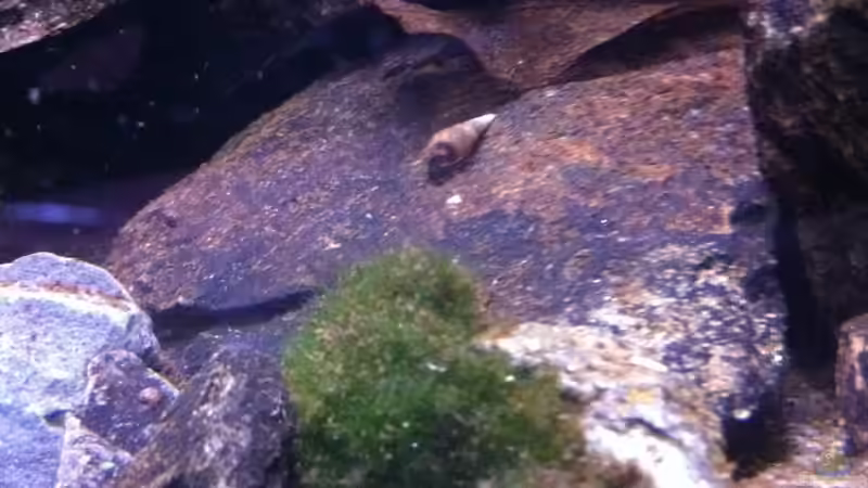 Schnecken von Exotist (19)