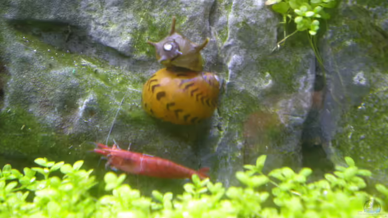 Schnecken von Olaf R (14)