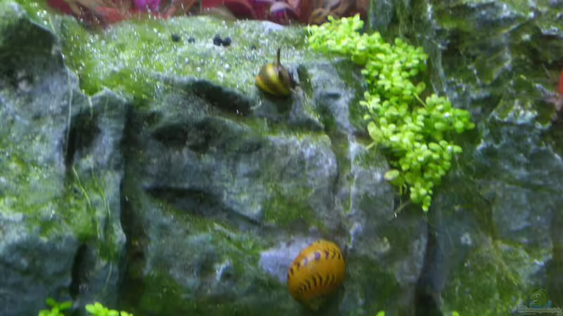 Schnecken von Olaf R (15)