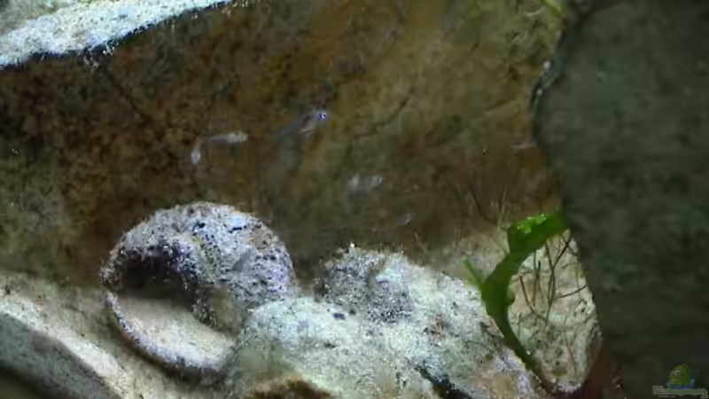 Schneckenbarschbabys über den Schneckenhäusern von andi (12)