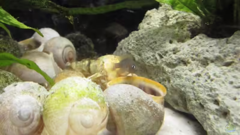 Schneckenbarsche von cammarus (8)