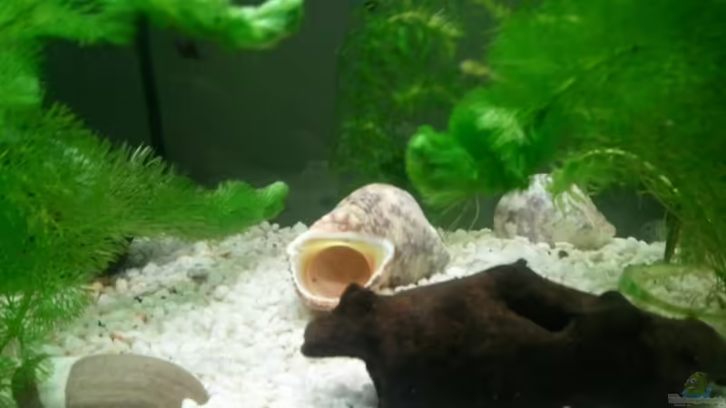 Schneckenbecken von Simon Says (1)