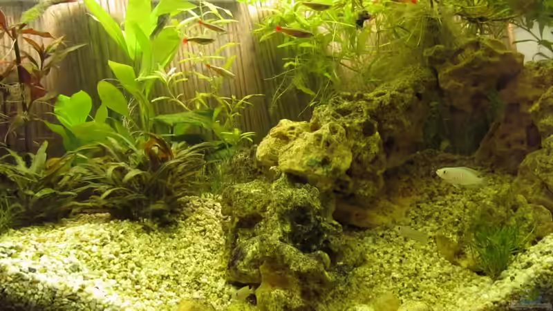 Aquarien mit Schneckenbuntbarschen
