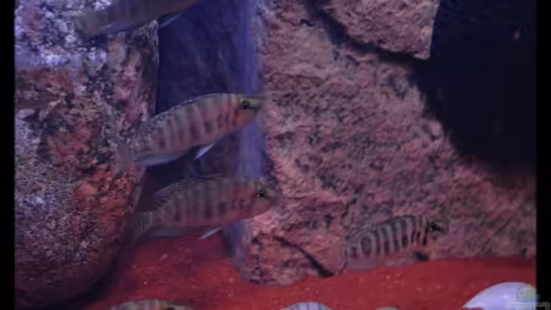 Schneckenbuntbarsche - die kleinen "Künstler" des Tanganjika-Sees...