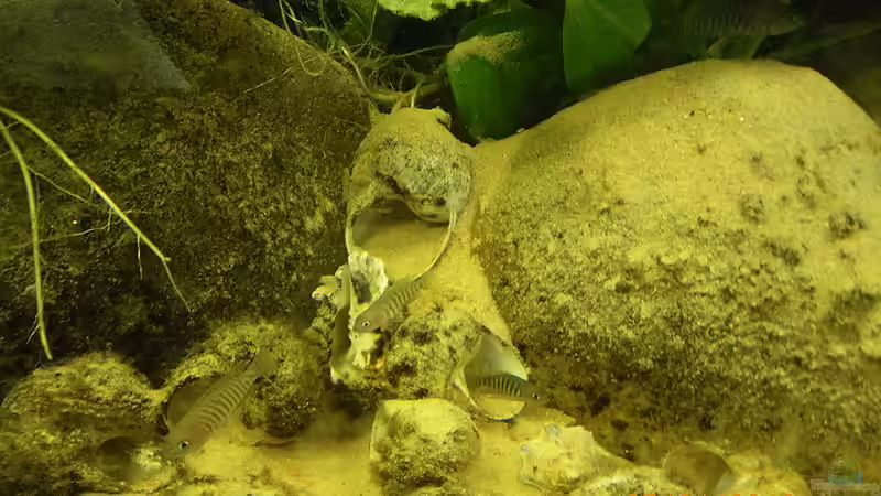 Aquarien mit Schneckenbuntbarschen