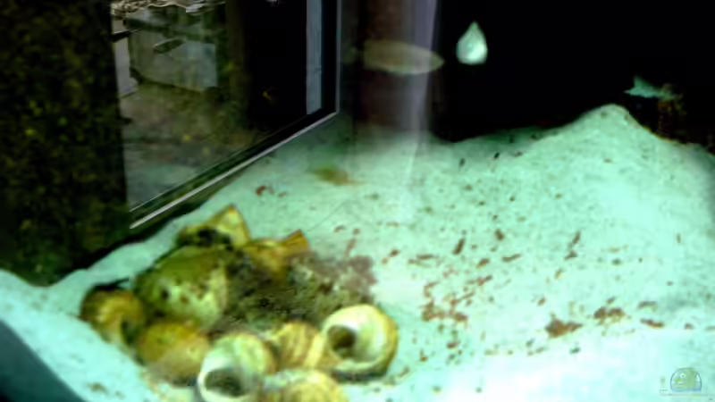 Schneckenburg von Jedy (2)