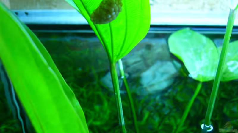 schneckeneier von Oliver Gursky (25)