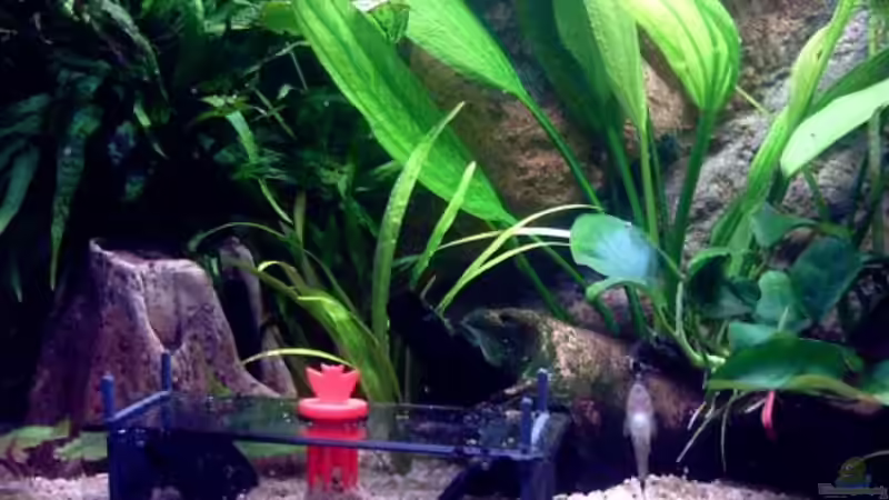 Schneckenfalle von Sera von Thomas Schmidt (27)