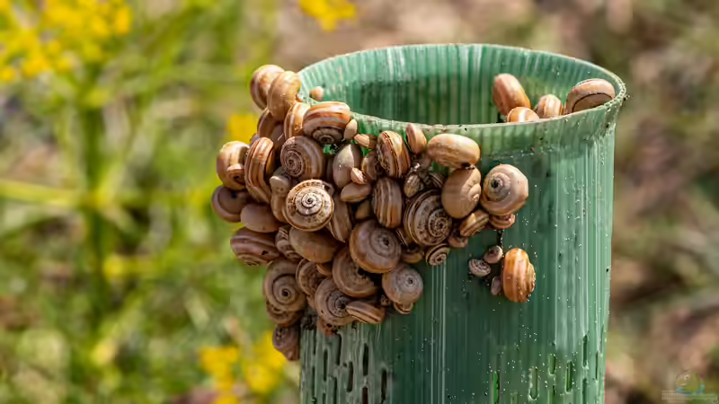 Schneckenfallen im Garten - wirksame Methoden zur Bekämpfung von Nacktschnecken und Gehäuseschnecken
