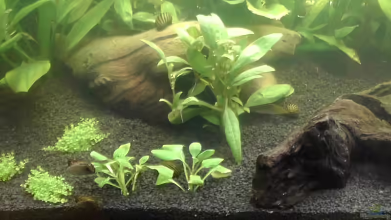 Schneckenfamilie... von oliK (19)