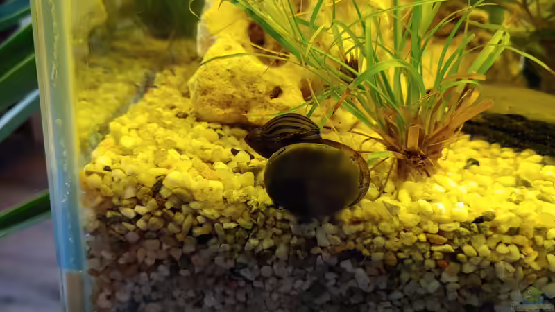 Schneckenfreundschaft 2 von Juno (24)