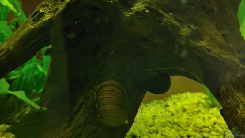 Schneckenfreundschaft von Juno (23)