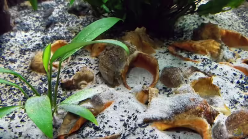 Schneckenfriedhof von Baeltes (11)