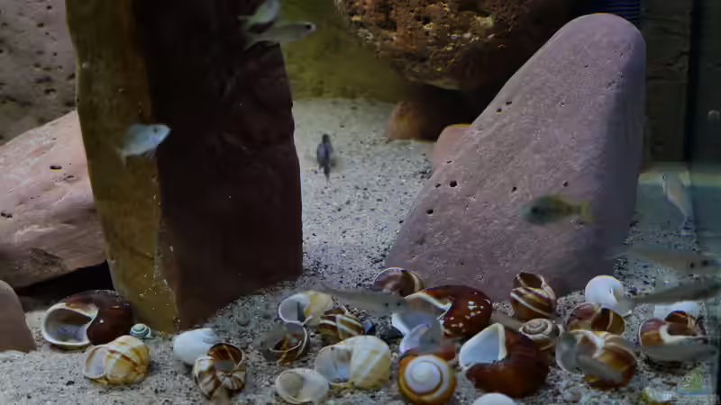 Schneckenfriedhof von ravaka (11)