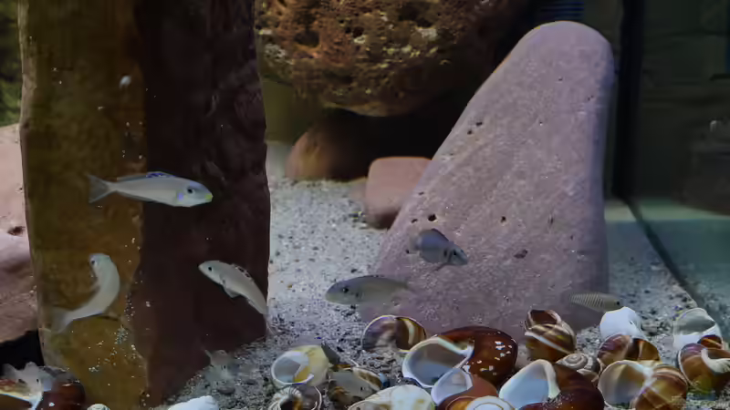 Schneckenfriedhof von ravaka (13)