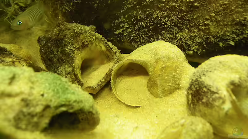 Schneckengehäuse,schön mit  Patina  überzogen.26.9.10 von Bazzi (35)