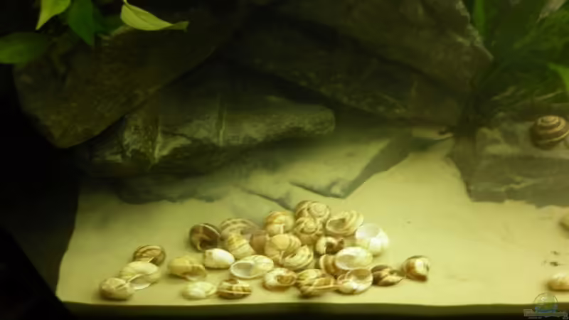 Schneckenhäuschen  von Julien Preuß (20)